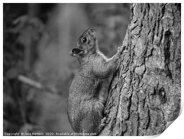 Stillness Print by Jane Metters