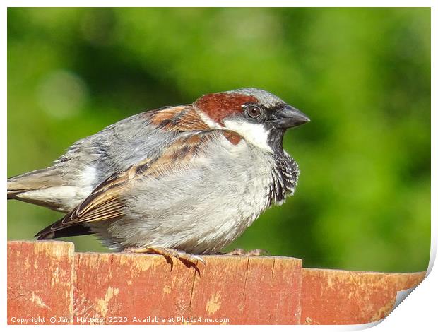 House Sparrow Print by Jane Metters