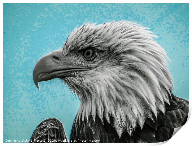 Bald Eagle Print by Jane Metters