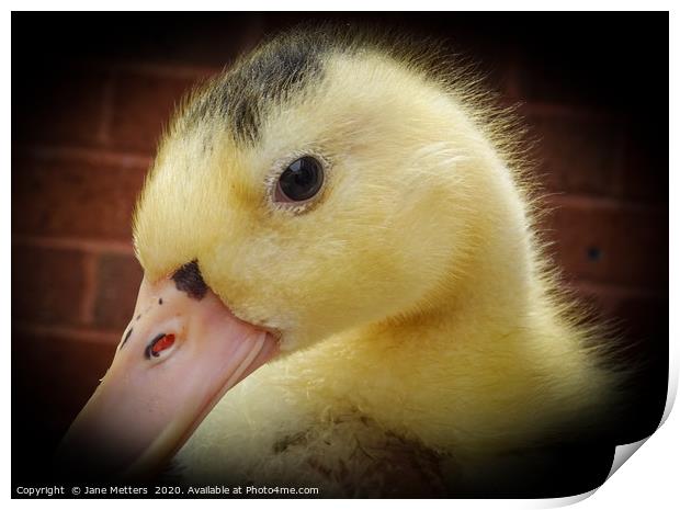 Duckling Print by Jane Metters