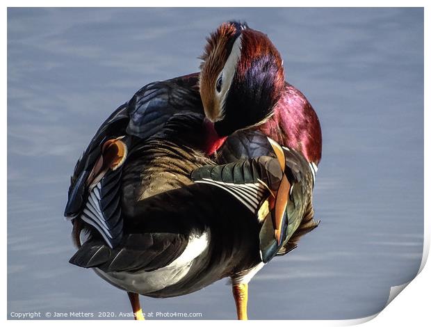 Having a Wash Print by Jane Metters