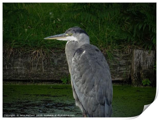 Heron  Print by Jane Metters