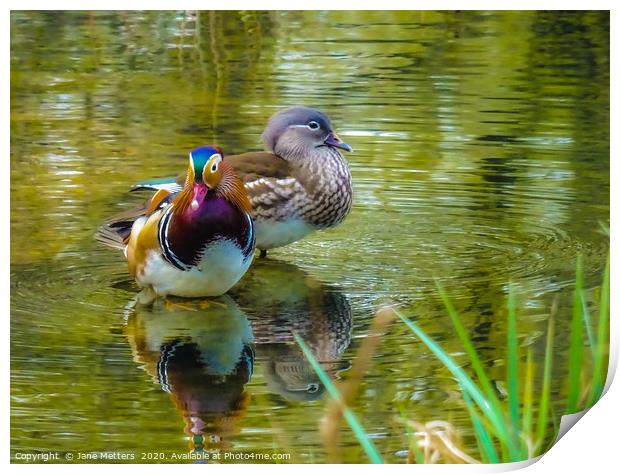 Mr & Mrs Mandarin  Print by Jane Metters