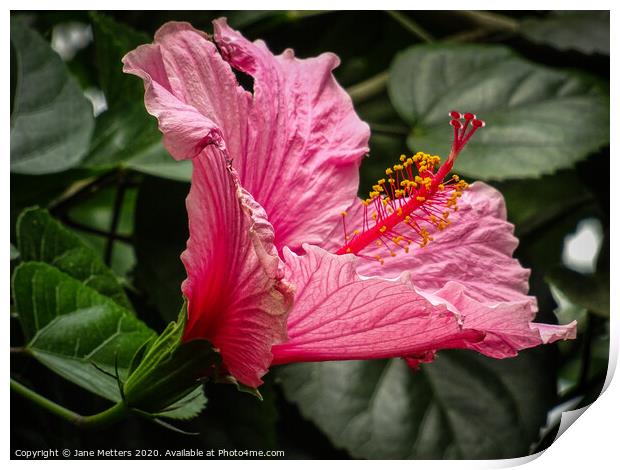 Hawaiian Hibiscus  Print by Jane Metters