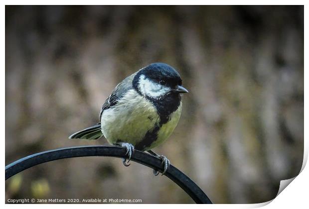 Great Tit  Print by Jane Metters
