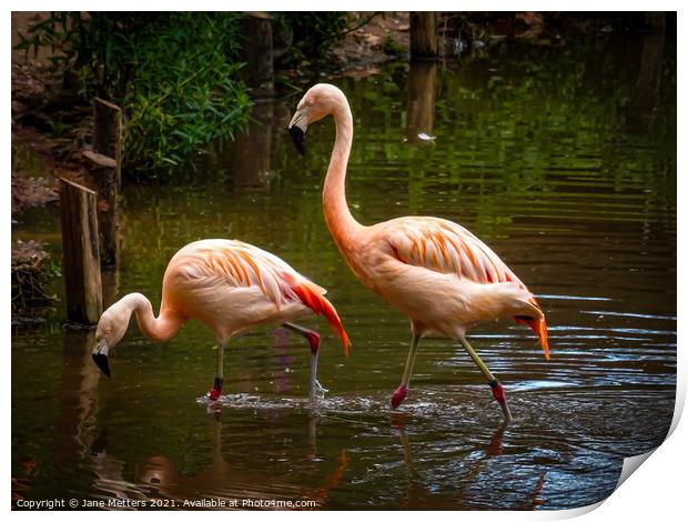 Flamingos  Print by Jane Metters