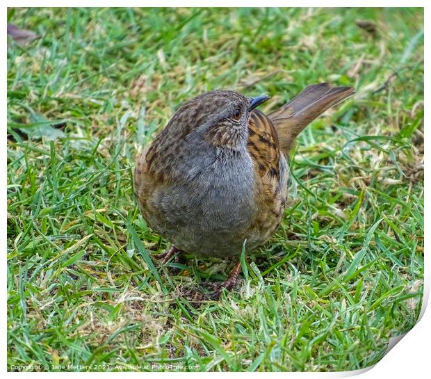 Dunnock on the Grass Print by Jane Metters