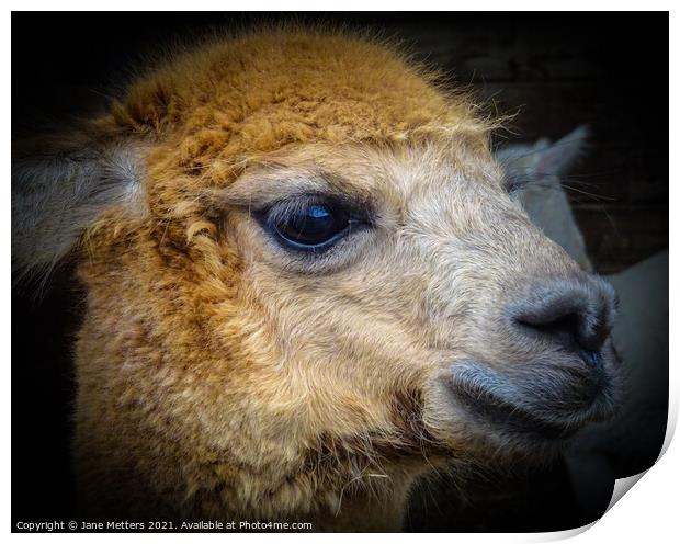 Alpaca Face Print by Jane Metters