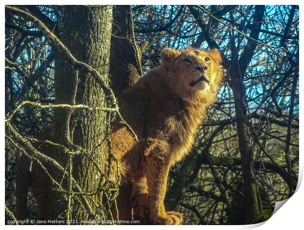 Lion up a Tree Print by Jane Metters