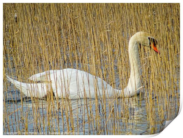 Swan amongst Dried Water Reed Plants  Print by Jane Metters