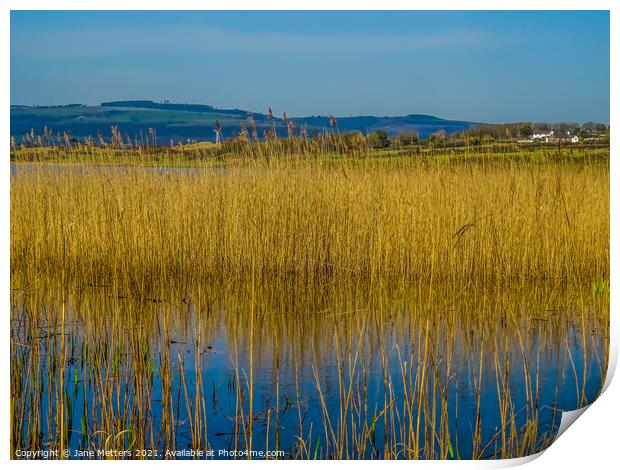 Kenfig Pond Print by Jane Metters