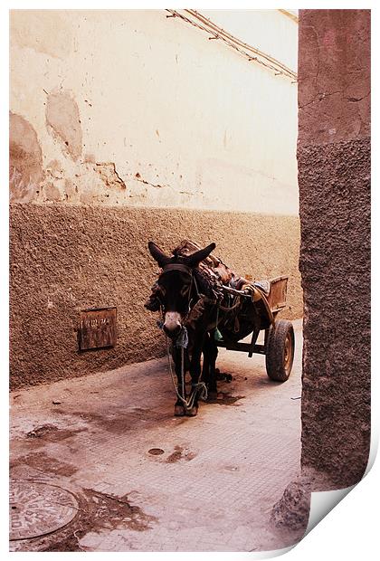 A Donkey in the Shade in Morocco Print by Megan Winder