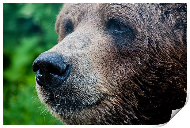 Close-Up Of A Wild Canadian Bear Print by Chris Hill