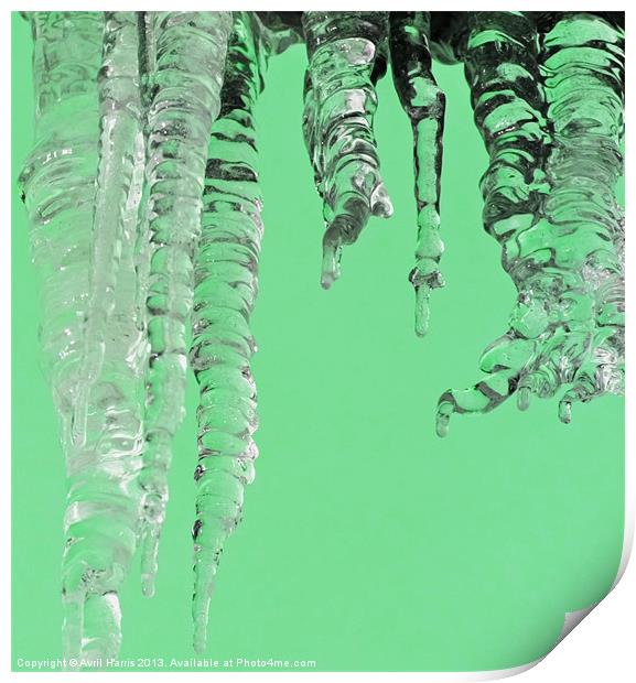 Minted icicles Print by Avril Harris