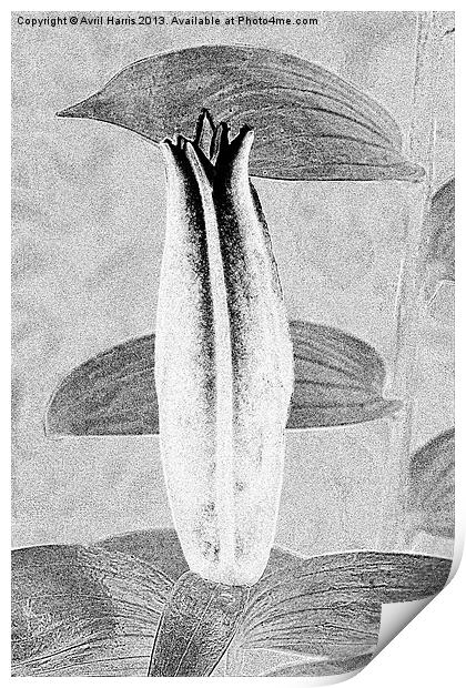 Black and White Lily Bud Print by Avril Harris