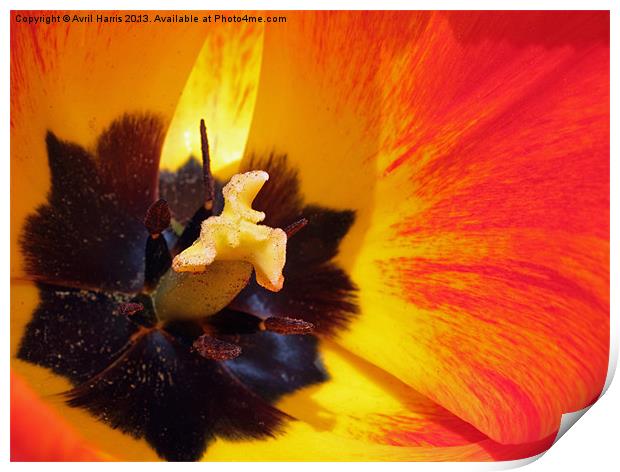 Red and yellow tulip stamens Print by Avril Harris