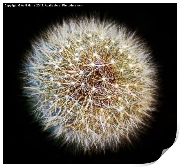 Twinkling Dandelion Clock Print by Avril Harris