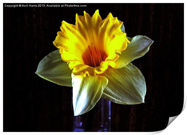 Daffodil in the dark Print by Avril Harris