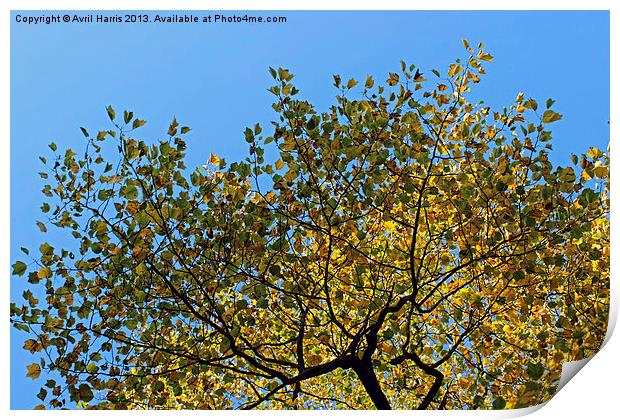 Tulip Tree in the Autumn Print by Avril Harris