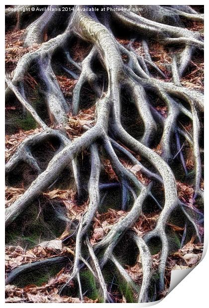  Meandering tree roots Print by Avril Harris