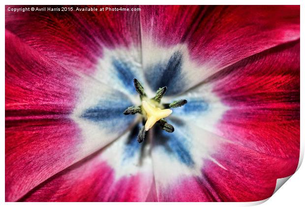 Burgundy Tulip centre Print by Avril Harris
