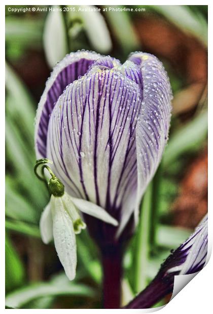  crocus snowdrop and water droplets Print by Avril Harris