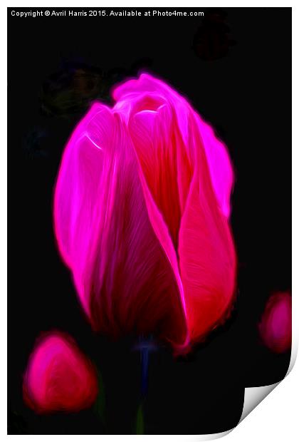  Purple Tulip  Print by Avril Harris