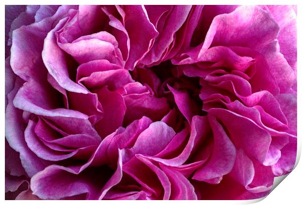 Rose petals Print by Avril Harris