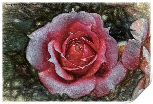  Peach rose art Print by Avril Harris
