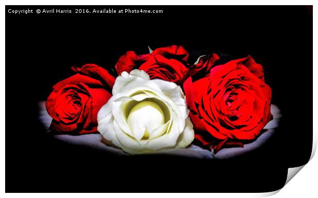 Red and White Roses Print by Avril Harris