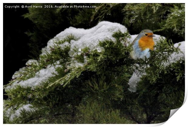 Robin in the winter Print by Avril Harris