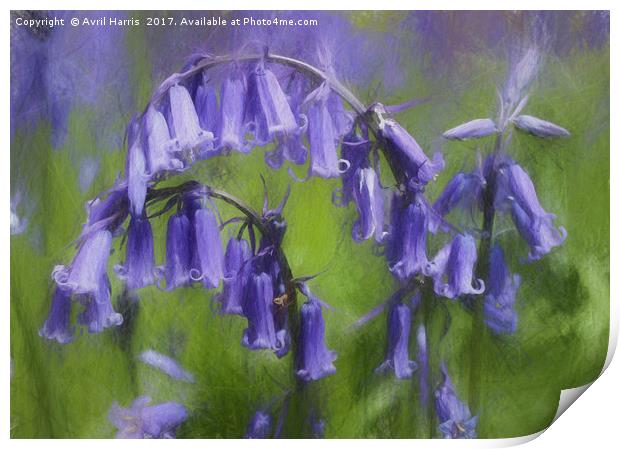 Bluebell Arch Print by Avril Harris