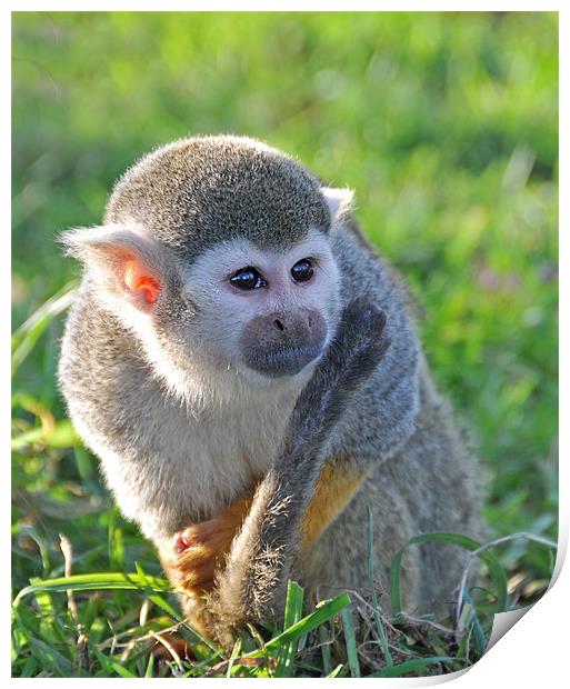 cheeky squirrel monkey Print by Claire Hartley