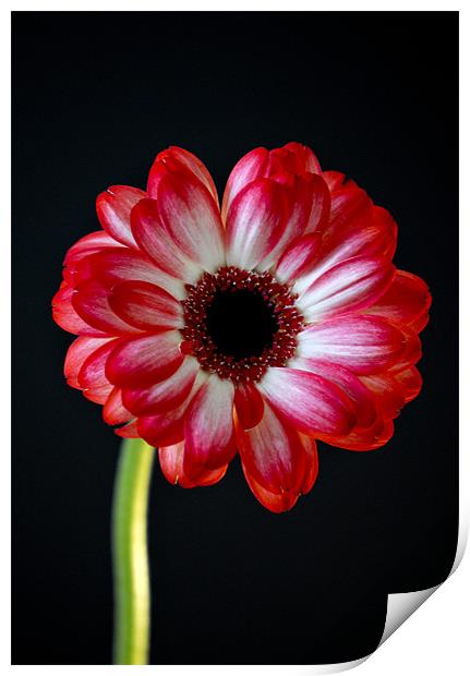 vibrant red gerbera Print by Claire Hartley