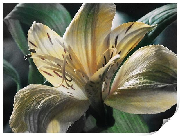Lily Print by carin severn