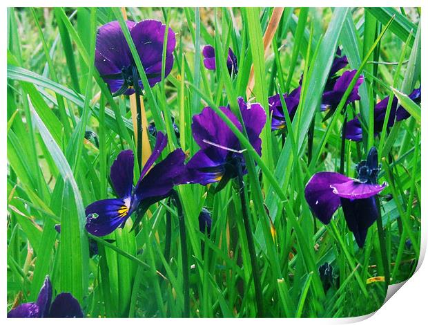 purple flowers Print by carin severn