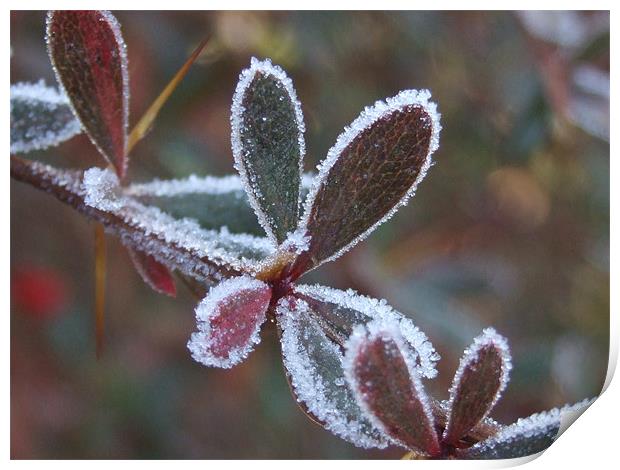 leaves of ice Print by carin severn