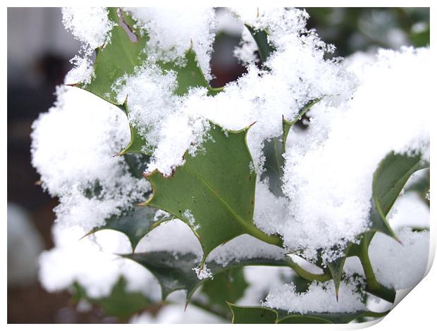 snow covered holly Print by carin severn