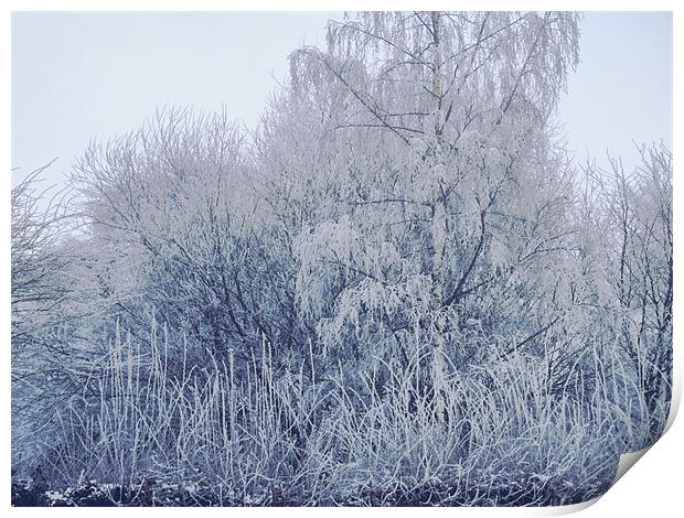 Ice Trees Print by carin severn