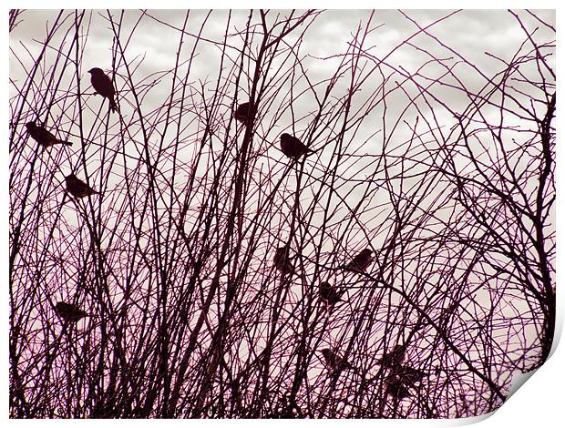 home to roost Print by carin severn