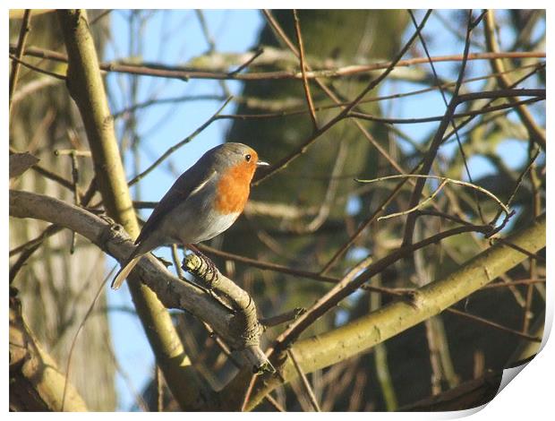 Robin Red Breast Print by carin severn