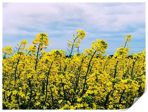 Field of Yellow Print by carin severn