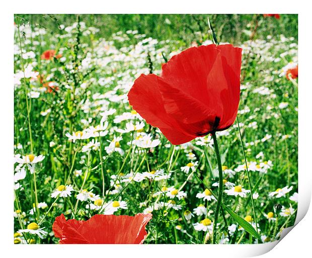 The Poppy Print by carin severn