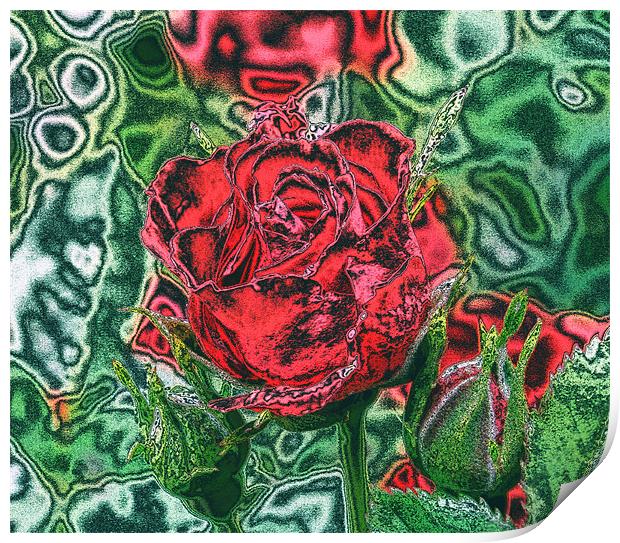 Red Rose Print by carin severn