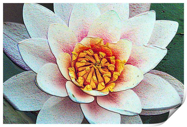 Water lily Print by carin severn