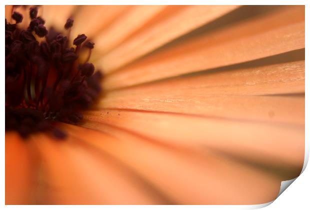 soft focus Print by carin severn
