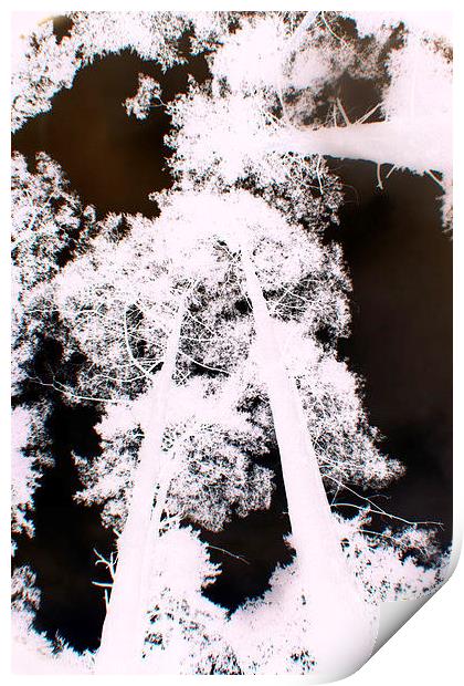 infrared trees Print by carin severn