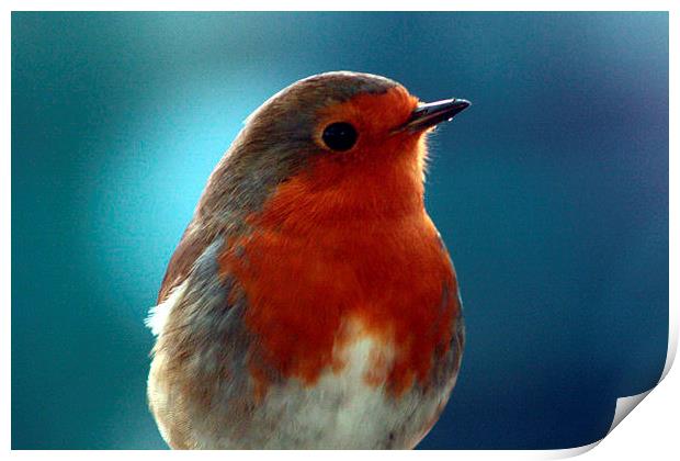  Brave little robin Print by carin severn