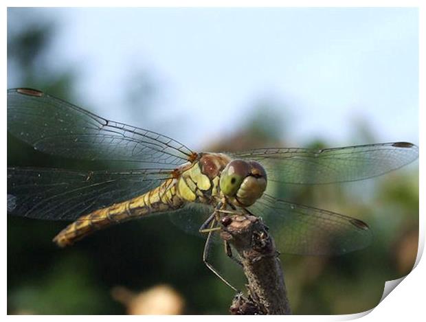 Dragonfly Print by carin severn