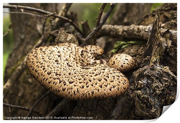 Fungus Print by George Davidson